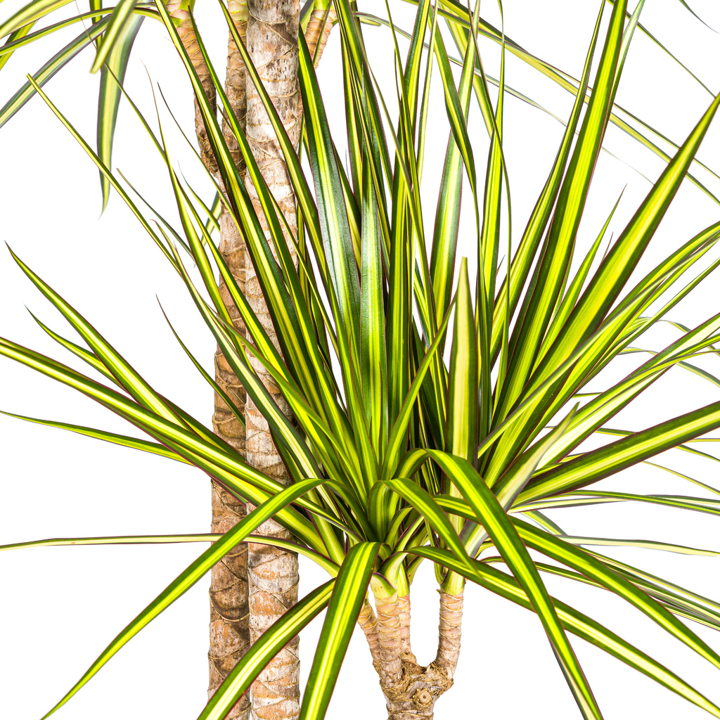Dracaena Marginata Sunray met mand Ø24cm - ↕130 - 150cm