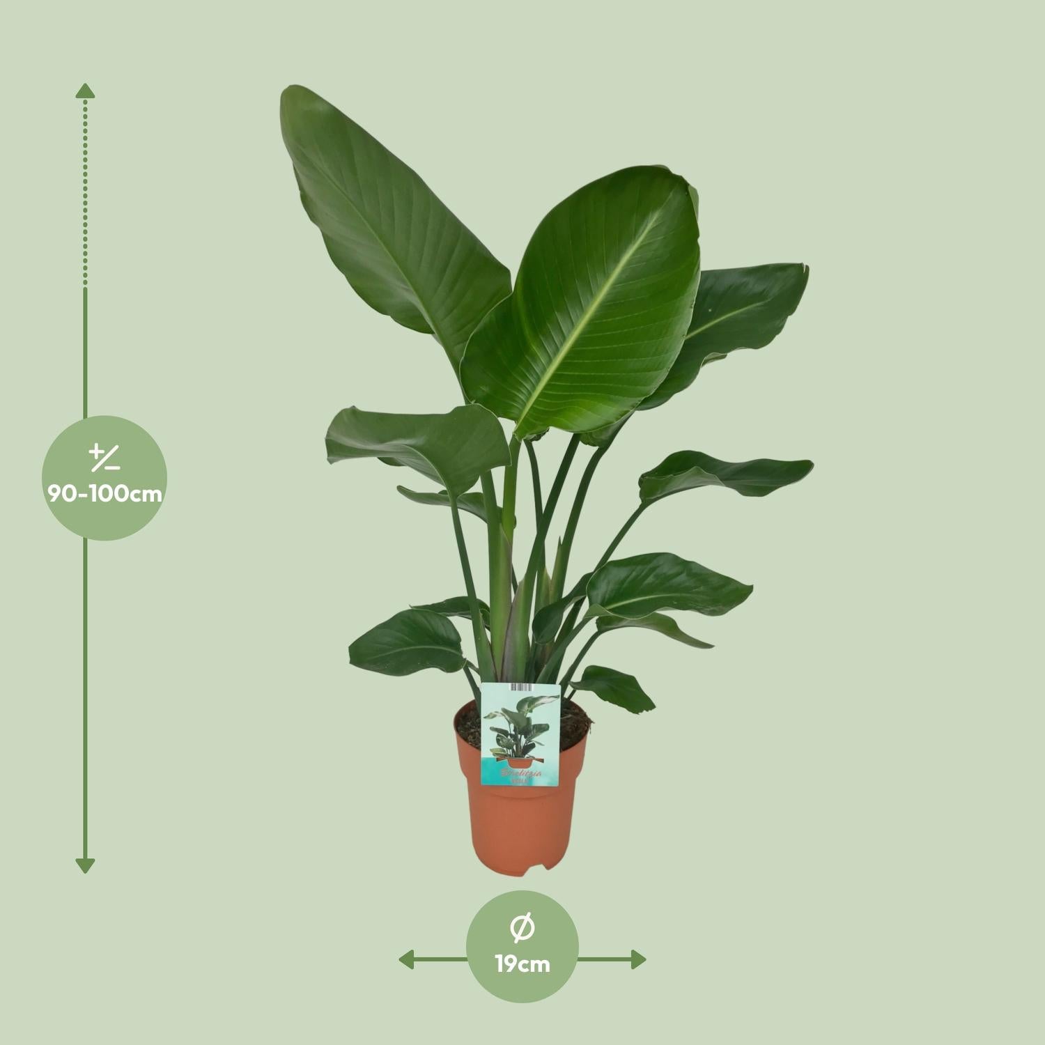 Strelitzia Nicolai - Paradijsvogelplant - Ø19cm - ↕90cm