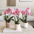 Kolibri Orchids | COMBI DEAL van 4 Phalaenopsis orchideeën - Treviso - potmaat Ø9cm | bloeiende kamerplant - vers van de kweker