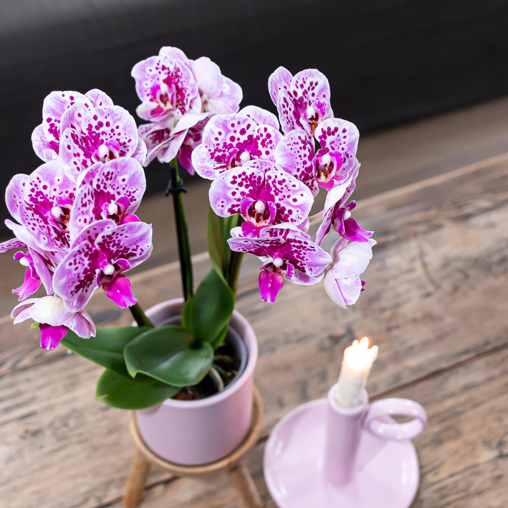 Orchidées Kolibri | Orchidée phalaenopsis rose-violette, pot de Ø9 cm | Salvador | Plante d'intérieur fleurie - fraîchement cueillie