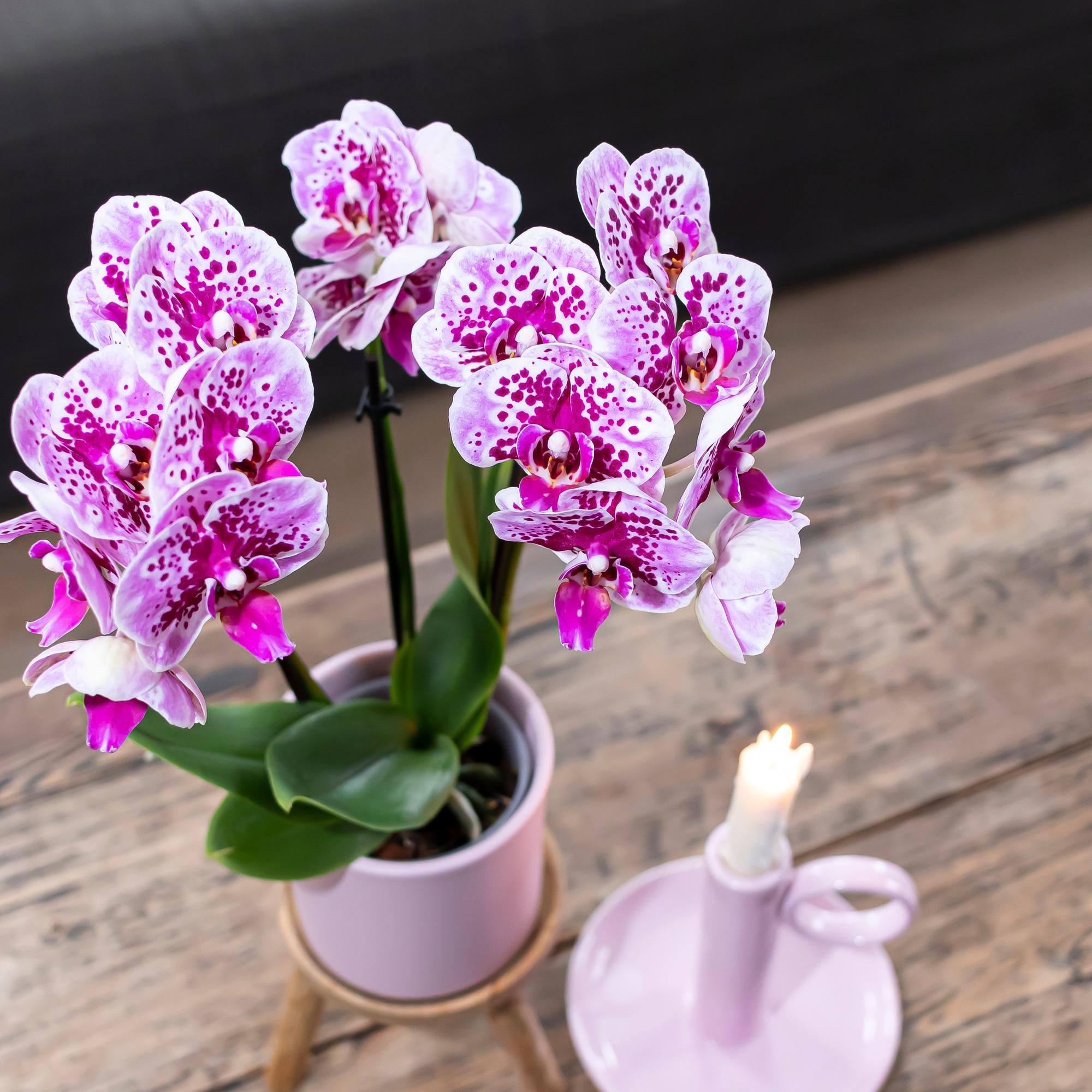 Orchidées Kolibri | Orchidée phalaenopsis rose-violette, pot de Ø9 cm | Salvador | Plante d'intérieur fleurie - fraîchement cueillie