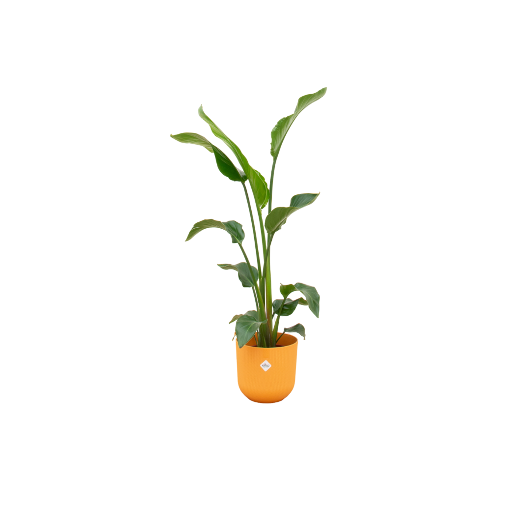 Kombi-Angebot - Strelitzia Nicolai inklusive elho Jazz Round gelb Ø23 - 100 cm