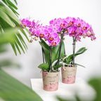 Kolibri Orchids | paars/roze Phalaenopsis orchidee potmaat Ø9cm |  Vienna | bloeiende kamerplant - vers van de kweker