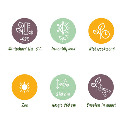 Green boutiQ - Fruitplant - Japanse vezelbanaan - Musa Ever Red - Winterhard - 2 planten - Pot 15cm Hoogte 50cm