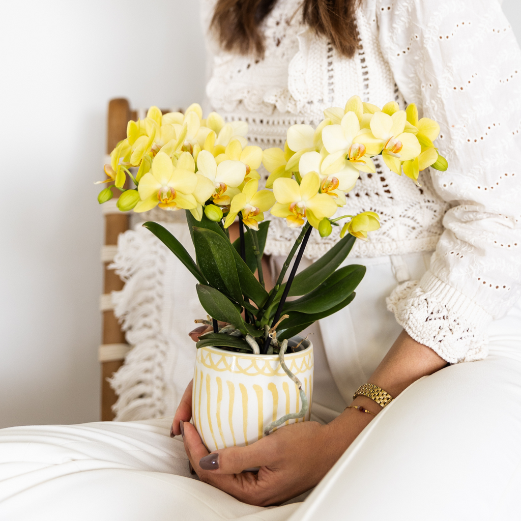 Orchidée colibri | Orchidée Phalaenopsis jaune - Albenga - Pot de Ø9cm | Plante d'intérieur fleurie - Fraîchement cueillie