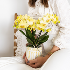 Orchidée colibri | Orchidée Phalaenopsis jaune - Albenga - Pot de Ø9cm | Plante d'intérieur fleurie - Fraîchement cueillie