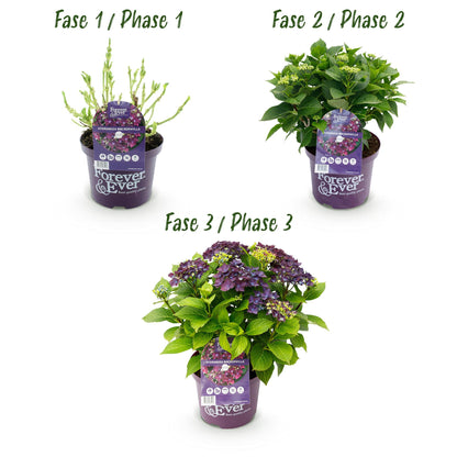 Green boutiQ – Terrassenpflanze – Hortensie – Hydrangea Forever &amp; Ever – Lila – 7–12 Blüten – 2 Pflanzen – Topf 23 cm, Höhe 55 cm