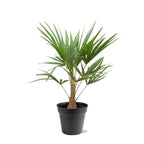 Trachycarpus Fortunei – 90–100 cm – Ø21