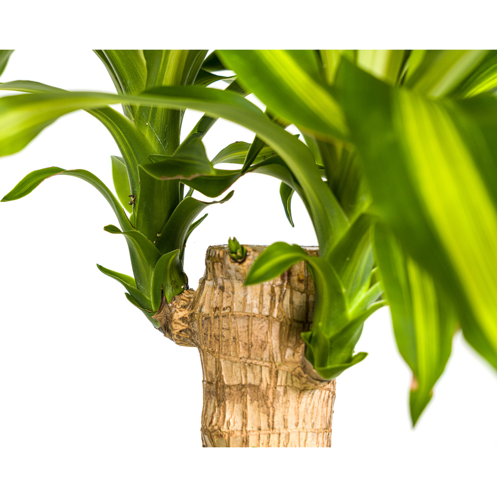 Dracaena Fragrans Massangeana Ø21cm - ↕90 - 110cm