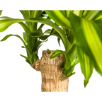 Dracaena Fragrans Massangeana Ø21cm - ↕90 - 110cm