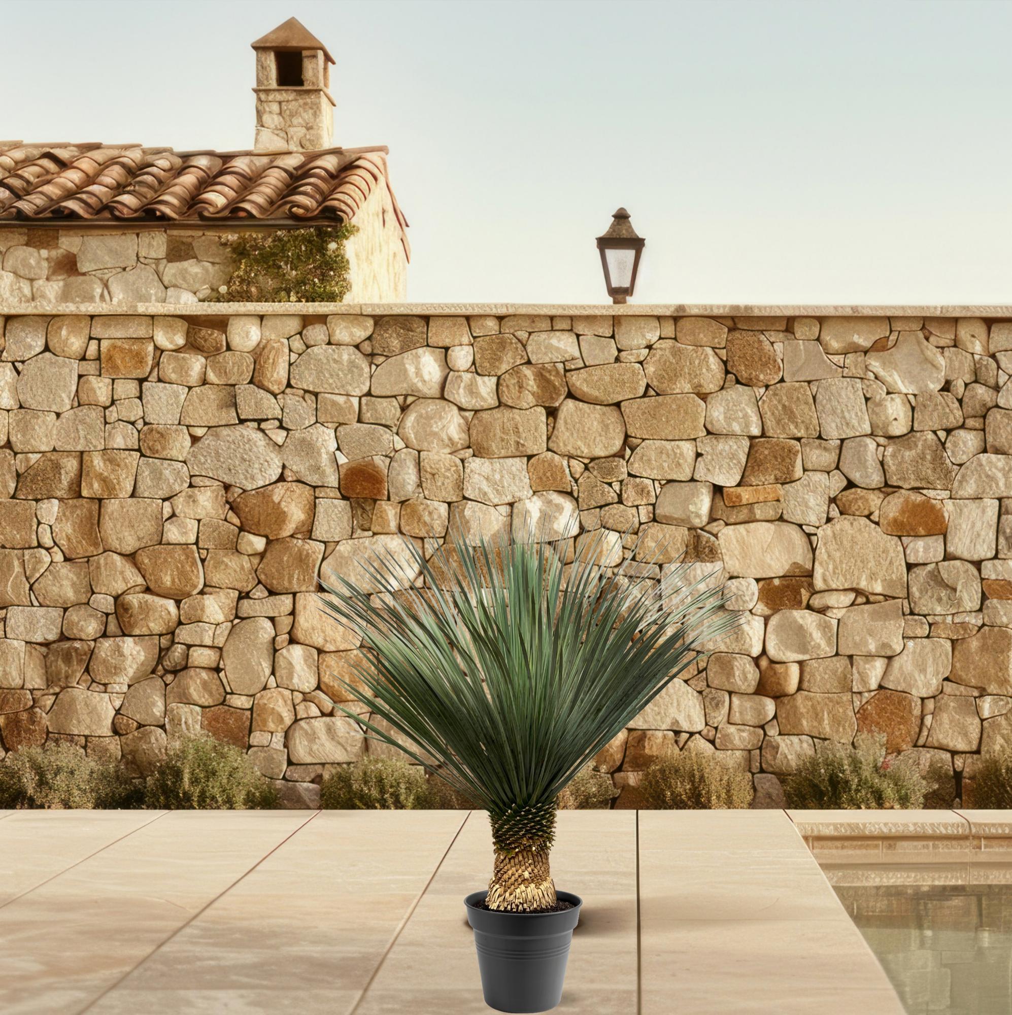 Yucca Rostrata - 100 - 120 cm - Ø40