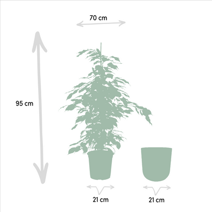 Ficus benjamina Danielle - Ø21cm - ↕95cm + Pot Mayk Lead