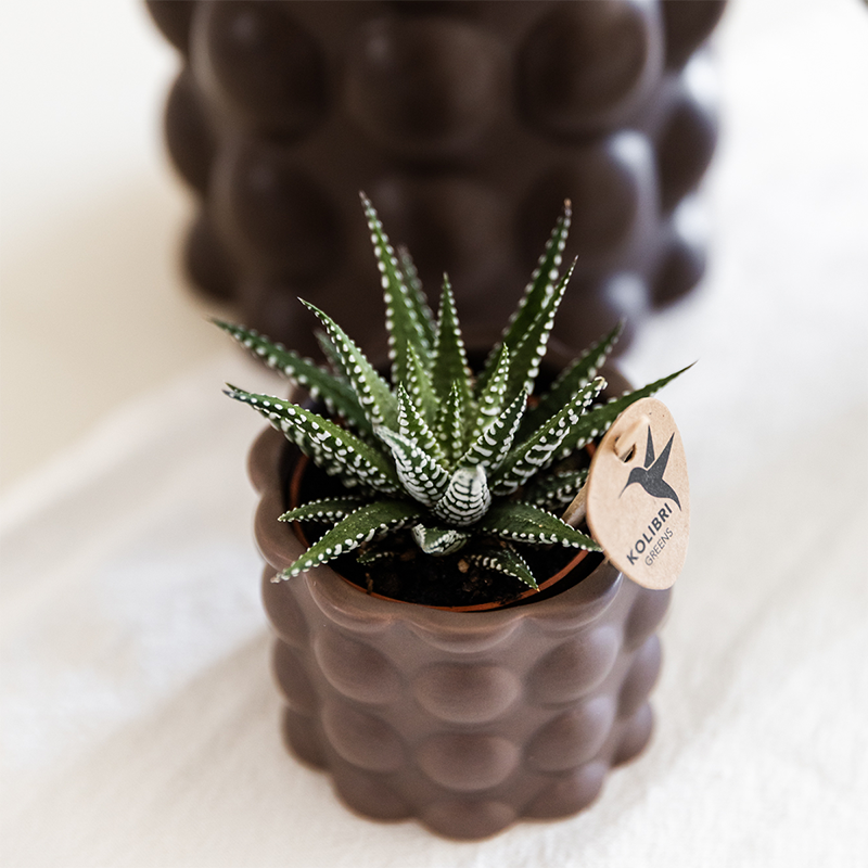 Orchidées Kolibri | Ensemble de plantes marron coton | Plantes vertes avec orchidée Phalaenopsis blanche Ghent en pots en céramique