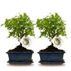 Bonsai Bol vorm Boom - 2 Stuks - Hoogte: 25-30 cm (mix keramiek)