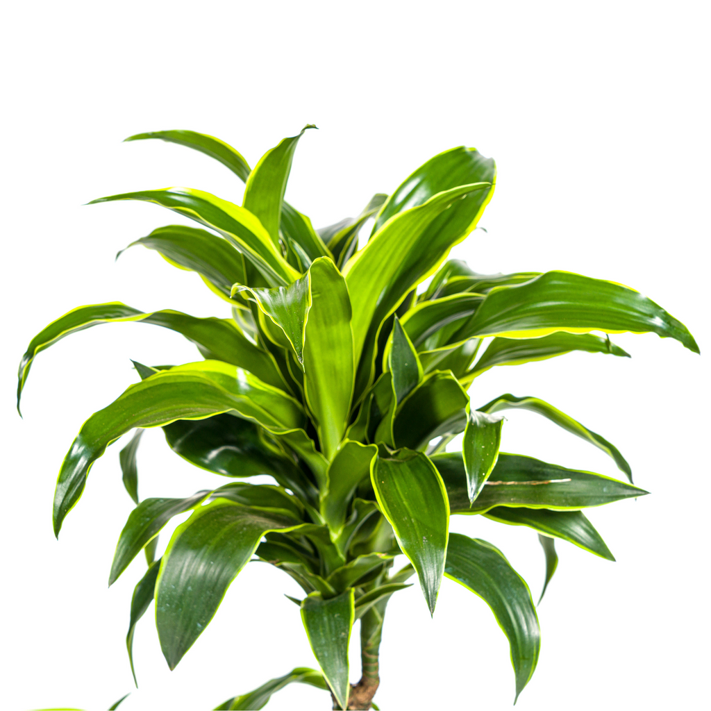Dracaena Deremensis Dorado met mand Ø21cm - ↕100 - 120cm