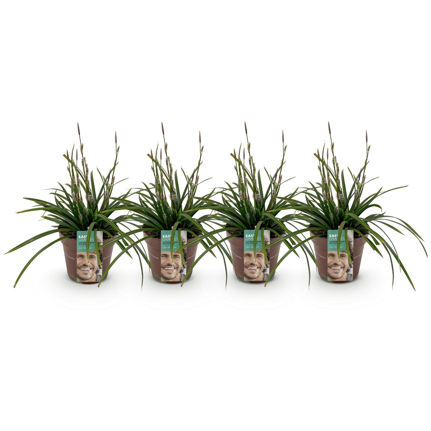 Green boutiQ – Ziergräser – Carex morrowii Irish Green – Grün &amp; Gelb – 4 Pflanzen – Immergrün – Pflegeleicht – Topf 17 cm, Höhe 50 cm