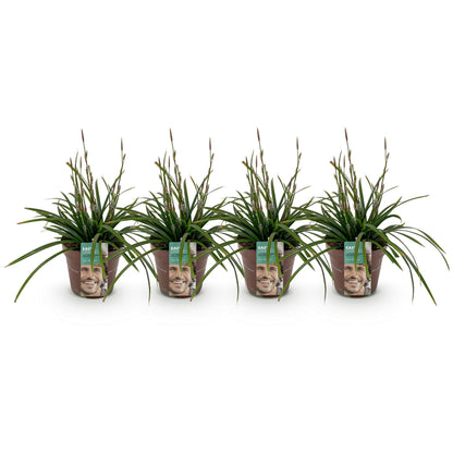 Green boutiQ – Ziergräser – Carex morrowii Irish Green – Grün &amp; Gelb – 4 Pflanzen – Immergrün – Pflegeleicht – Topf 17 cm, Höhe 50 cm