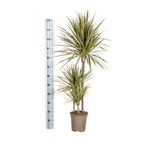 Dracaena Marginata Bicolor met mand Ø21cm - ↕110 - 130cm