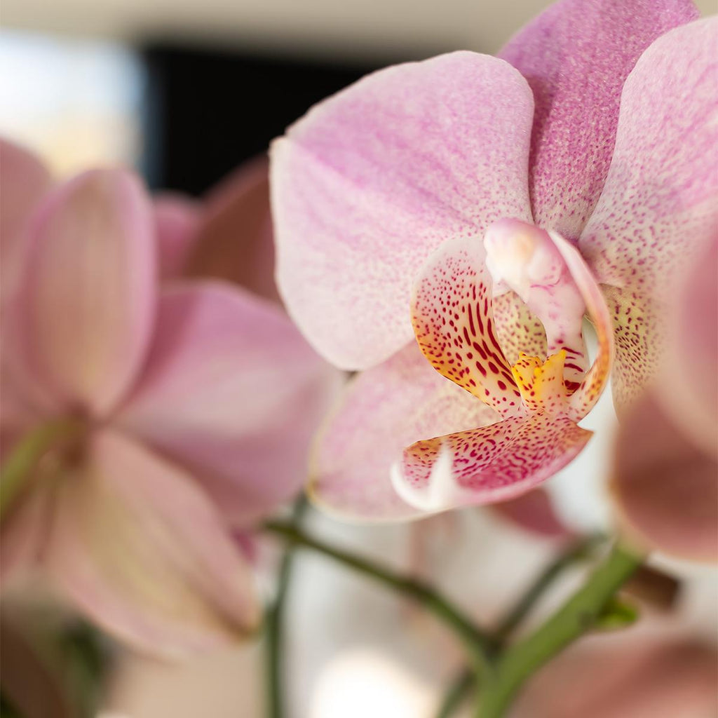Kolibri Orchids | oudroze Phalaenopsis orchidee - Jewel Treviso - potmaat Ø9cm | bloeiende kamerplant - vers van de kweker