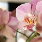 Kolibri Orchids | oudroze Phalaenopsis orchidee - Jewel Treviso - potmaat Ø9cm | bloeiende kamerplant - vers van de kweker