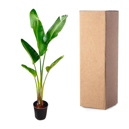 Strelitzia Augusta – 220 cm – ⌀30