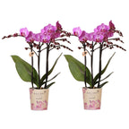 Kolibri Orchids | COMBI DEAL van 2 Phalaenopsis orchideeën - Vienna - potmaat Ø9cm | bloeiende kamerplant - vers van de kweker