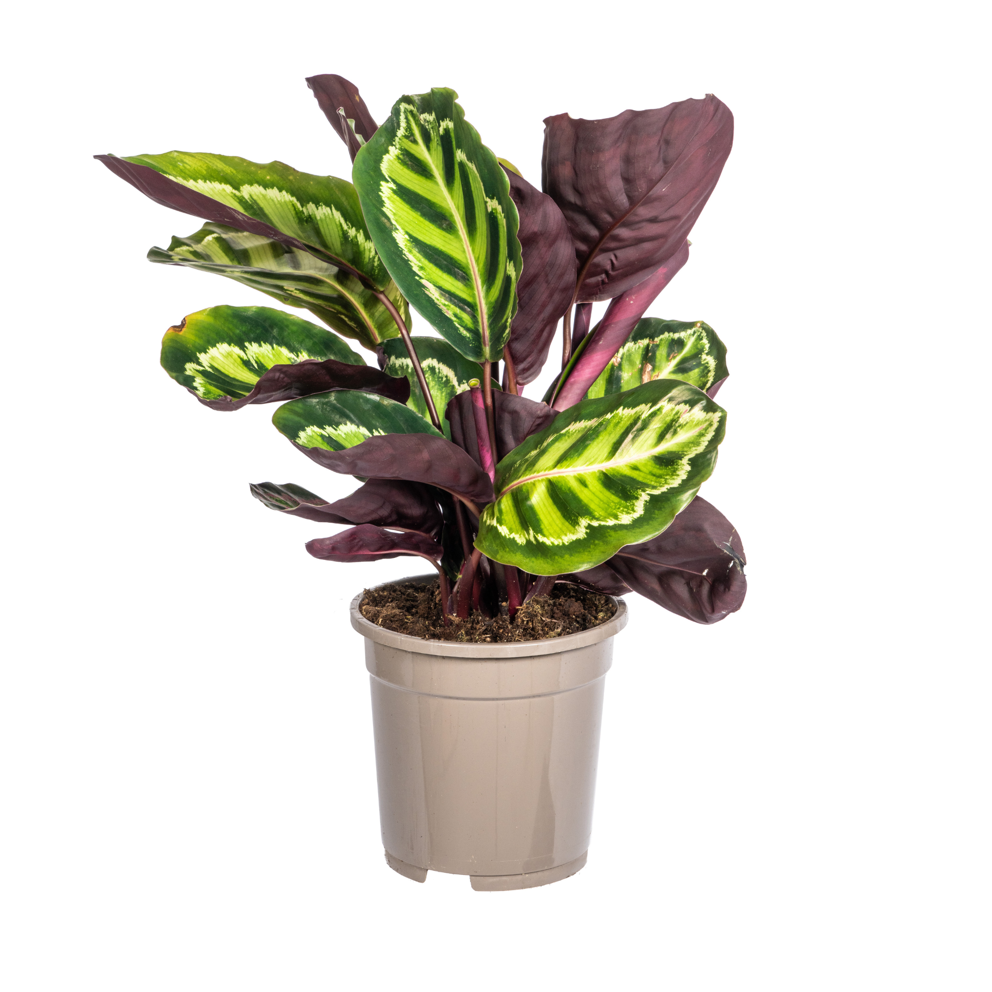 Calathea Roseopicta Ø17cm - ↕40 - 50cm