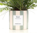 Nephrolepis Green Lady Gift "Breath" WITH GREETING CARD! - Ø12cm - ↕35cm