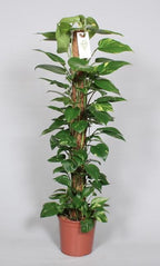 Epipremnum Pinnatum Mosstok 120cm Scindapsus - Ø24cm - ↕120cm