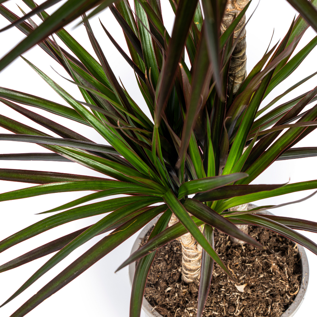 Dracaena Marginata Magenta Ø19cm - ↕70 - 90cm