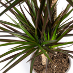Dracaena Marginata Magenta Ø19cm - ↕70 - 90cm