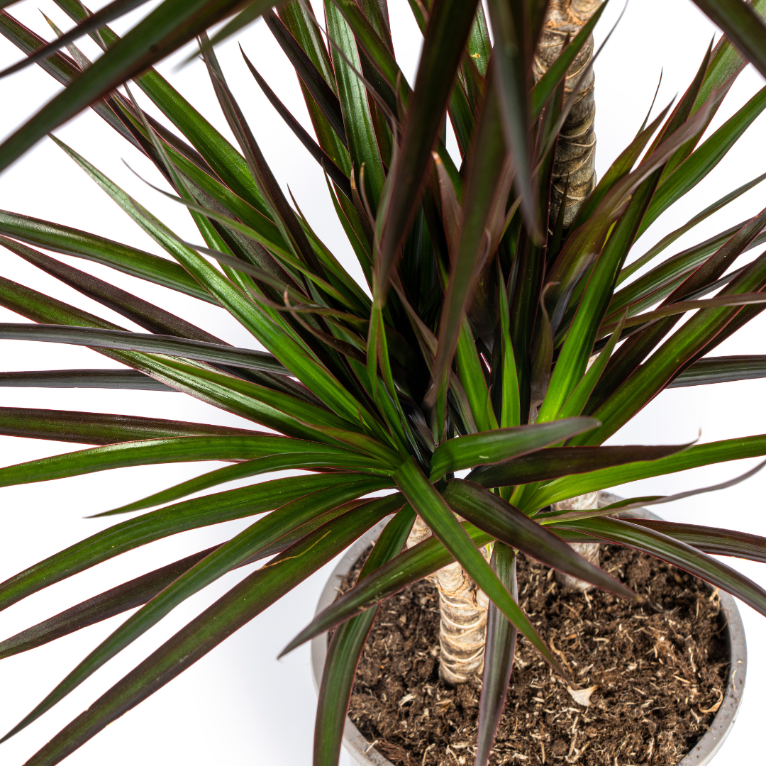 Dracaena Marginata Magenta Ø19cm - ↕70 - 90cm