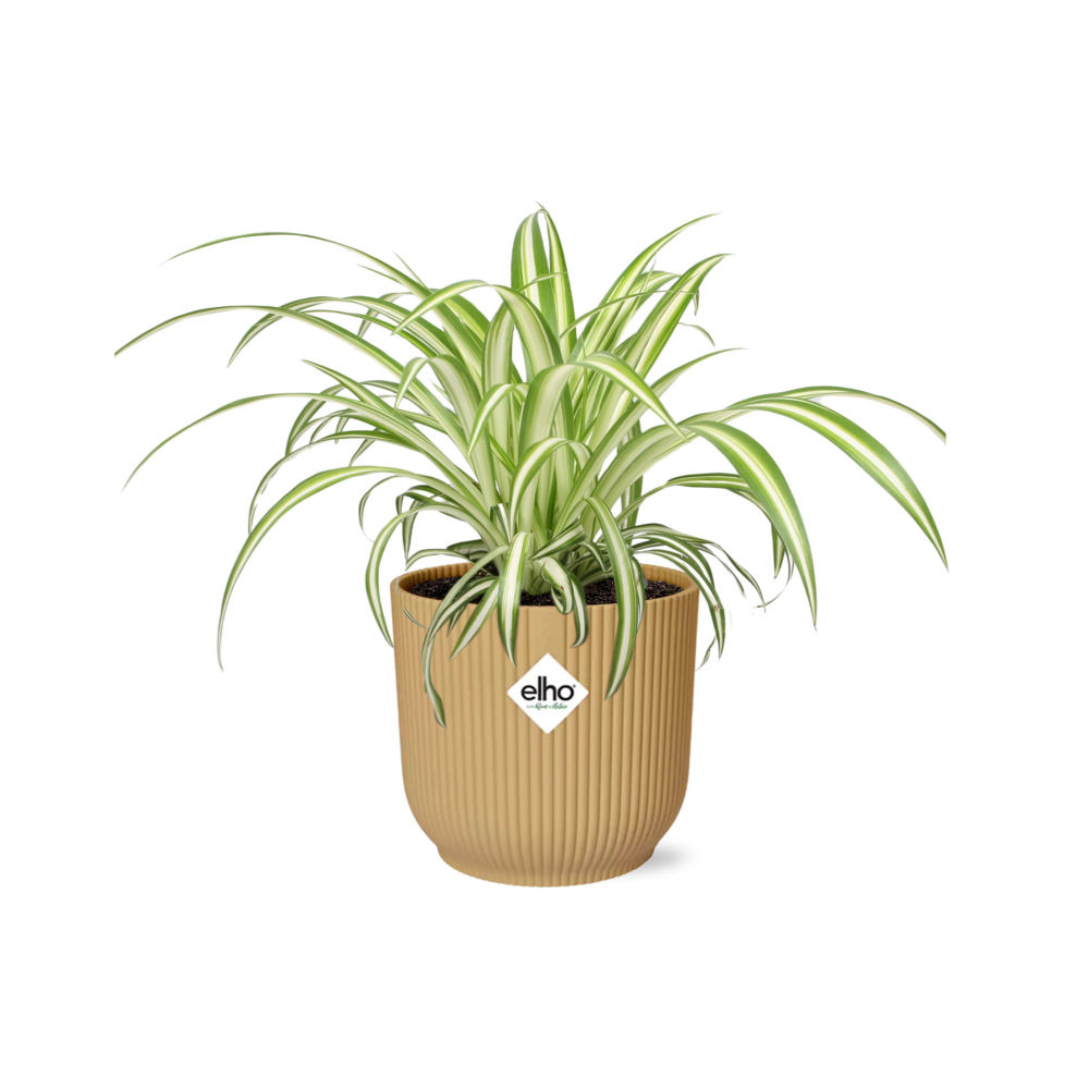 Chlorophytum Comosum Variegatum in ELHO Vibes Fold 14cm gelb