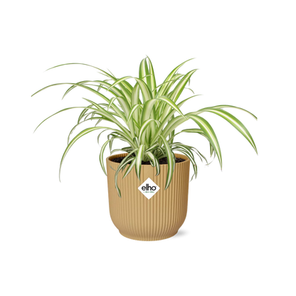 Chlorophytum Comosum Variegatum in ELHO Vibes Fold 14cm gelb
