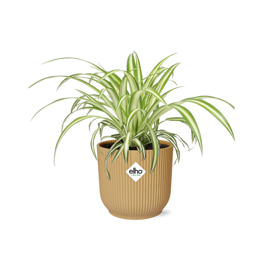 Chlorophytum Comosum Variegatum in ELHO Vibes Fold 14cm gelb