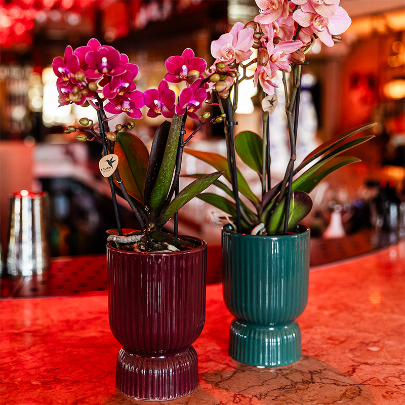 Orchidée colibri | Orchidée phalaenopsis violette, pot de 9 cm de diamètre | Chamonix | Plante d'intérieur fleurie - fraîchement cueillie