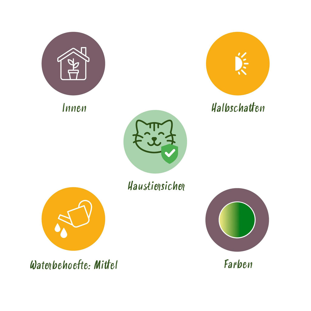 Green boutiQ - Kamerplant - Cyperus - Calissia - Chlorophytum - Mix van 3 - Huisdiervriendelijke Planten - Groen - 3 Planten - met Mand - Pot 12cm - Hoogte 20cm