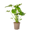 Monstera Deliciosa Tauerii Ø19cm - ↕70 - 90cm