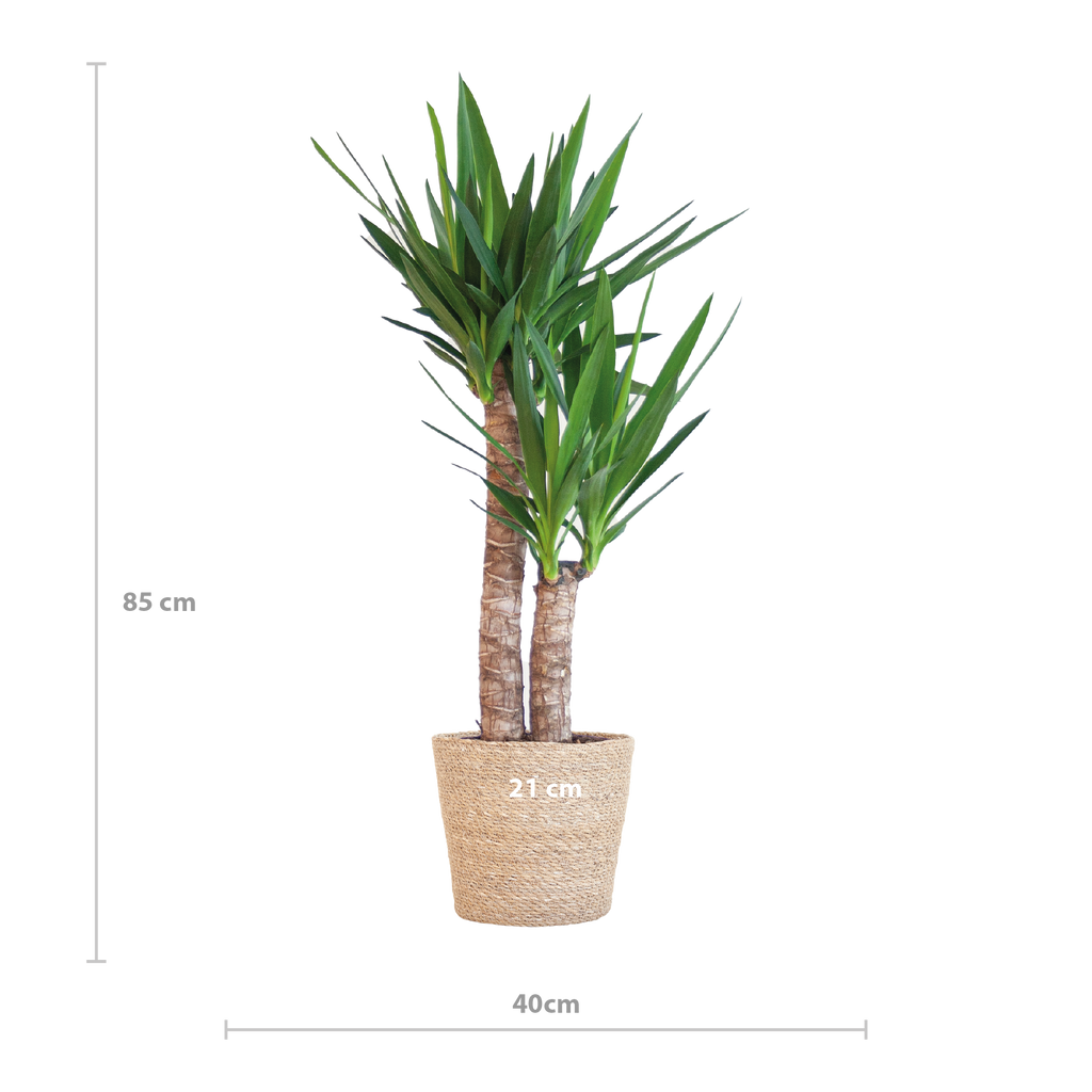 Yucca Elephantipes met Sofia mand naturel - 90cm - Ø21