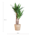 Yucca Elephantipes met Sofia mand naturel - 90cm - Ø21