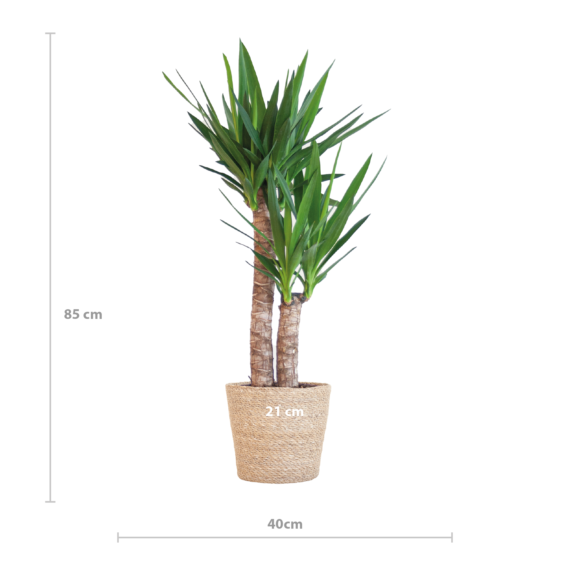 Yucca Elephantipes met Sofia mand naturel - 90cm - Ø21