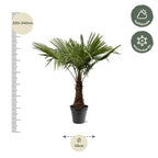 Trachycarpus Fortuneii – 220–240 cm – Ø45