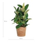 Ficus Elastica Robusta XL met mand Torun - 90cm - Ø27