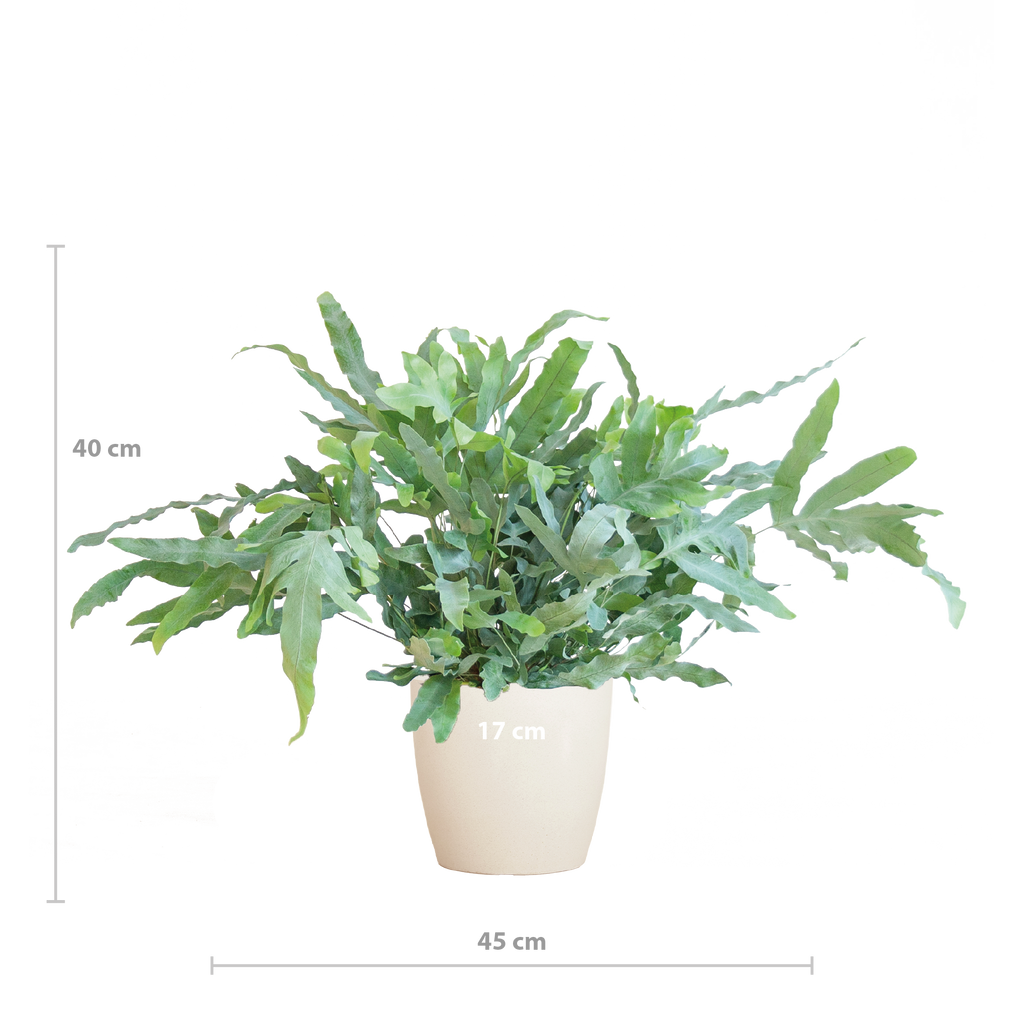 Phlebodium Aureum 'Blue Star' mit Viber weiß - 40cm - Ø17