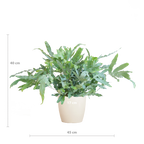 Phlebodium Aureum 'Blue Star' mit Viber weiß - 40cm - Ø17