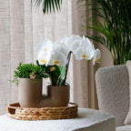Kolibri Orchids | Set van witte orchidee Zürich en Succulent in Tube sierpot Sand - potmaat Ø9cm | bloeiende kamerplant - vers van de kweker