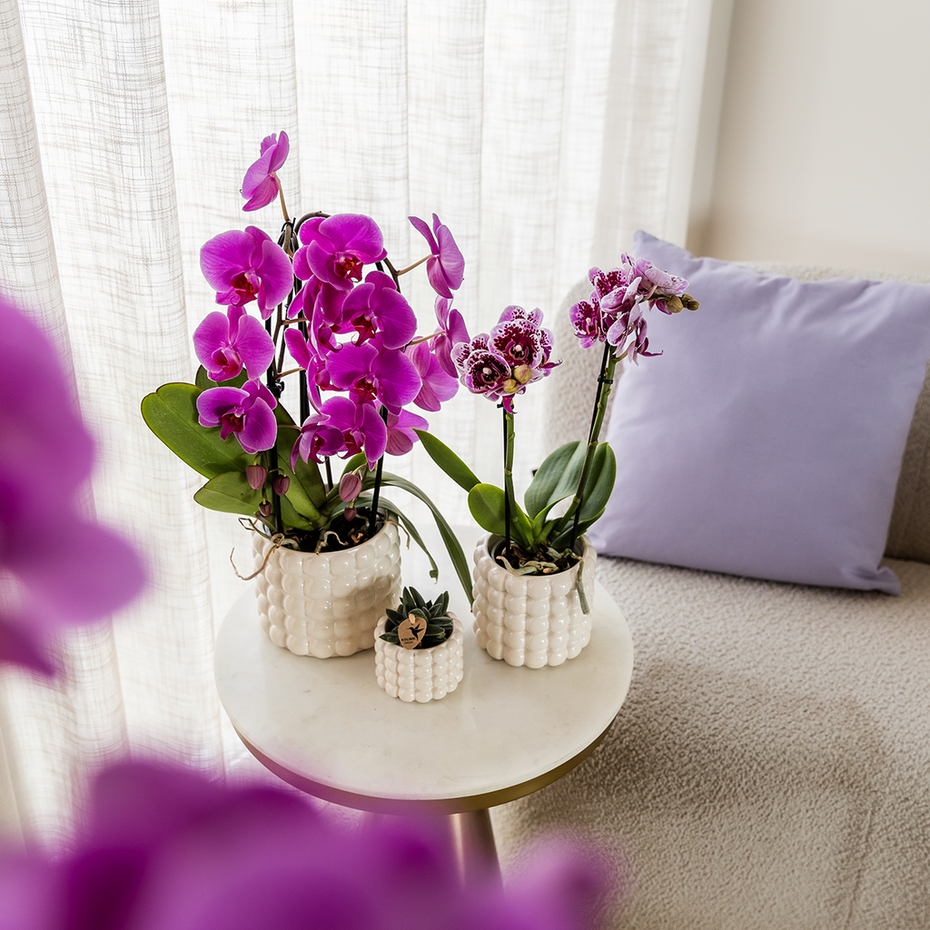 Orchidées Kolibri | Orchidée phalaenopsis violette, pot de Ø12 cm | Freeride | Plante d'intérieur fleurie - fraîchement cultivée