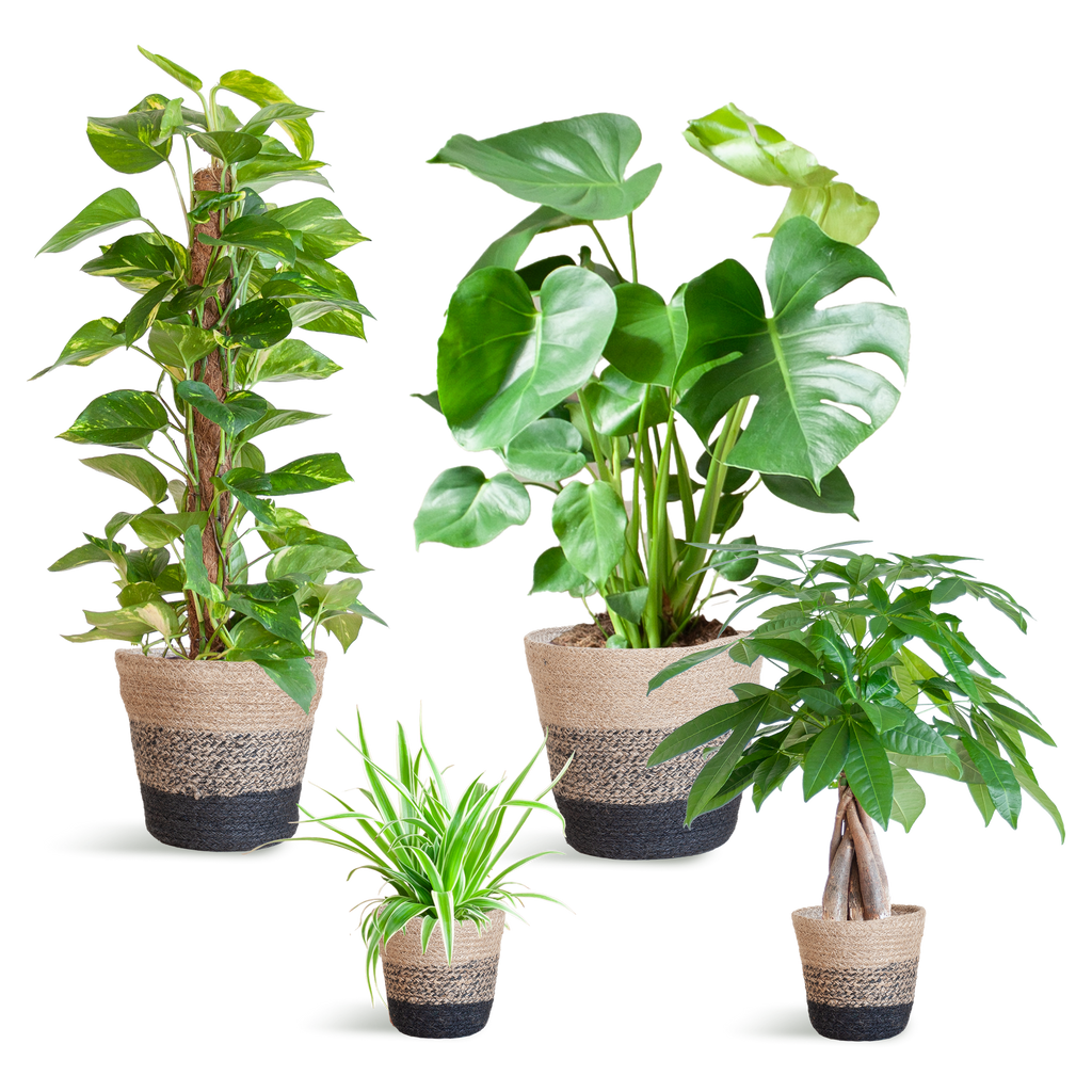 Easy care Plantenbox - medium - met Mand Lissabon zwart