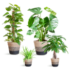 Easy care Plantenbox - medium - met Mand Lissabon zwart