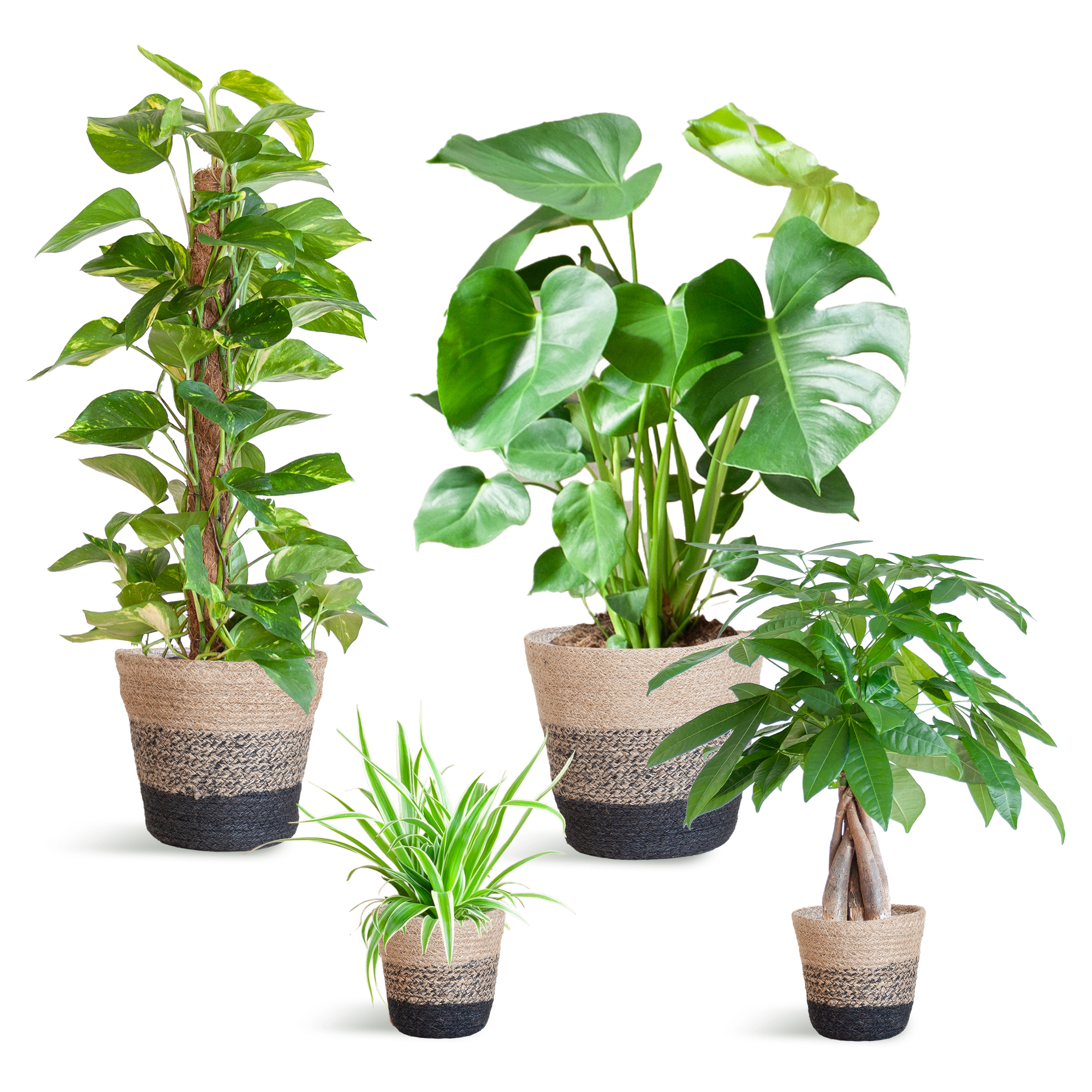 Easy care Plantenbox - medium - met Mand Lissabon zwart